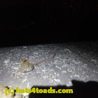 /home//u458753944/public_html/sourcegallery//Roxborough Toad Detour/2013-2019/2018/2018-04-13/P4130019.JPG